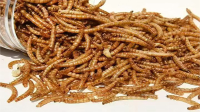 Kaishili Food Trading Co., Ltd.